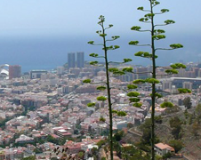 Santa Cruz de Tenerife | Puerto accesible